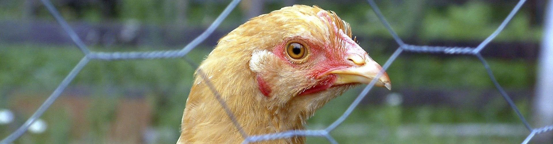 ¿Cómo usar la malla triple torsión para hacer un gallinero?