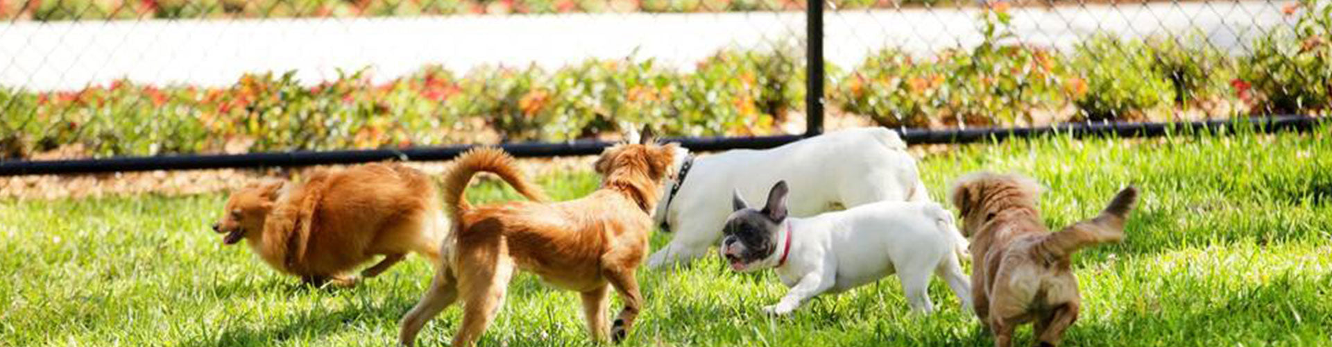 5 riesgos de seguridad de una valla para perros