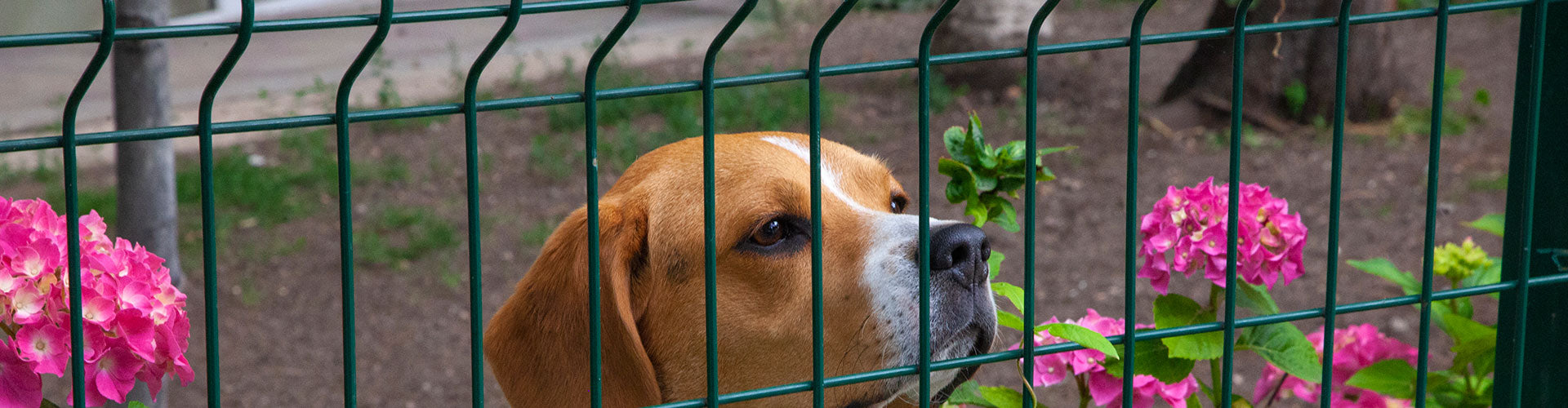 Cómo Hacer Perreras para Perros de Caza