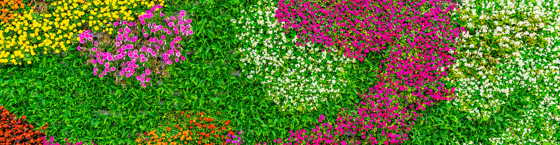 ideas ocultación jardín